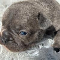 Bulldog francesi cuccioli blu