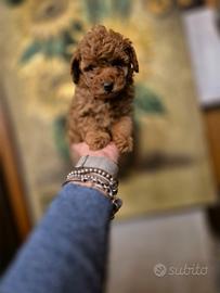 STUPENDA cucciola barboncino toy red