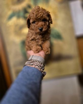 STUPENDA cucciola barboncino toy red