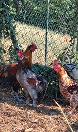 Gallo araucana