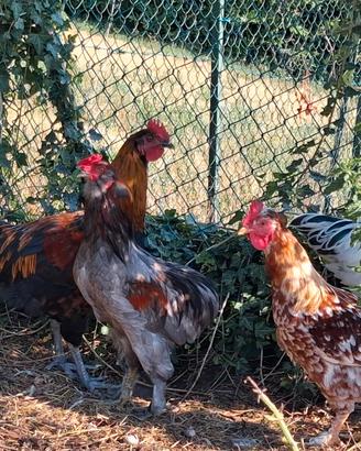 Gallo araucana
