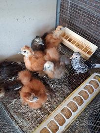 Pulcini di galline ornamentali
