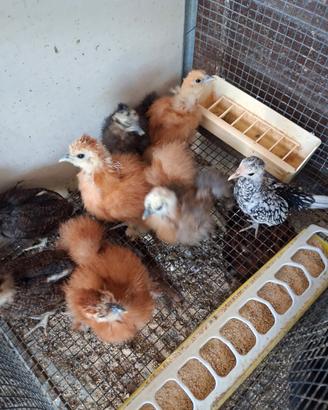 Pulcini di galline ornamentali