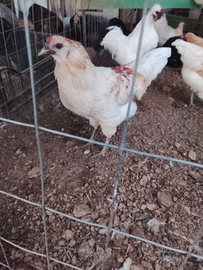 Galletto portatore uova blu