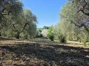 TER. AGRICOLO A POGGIO CATINO