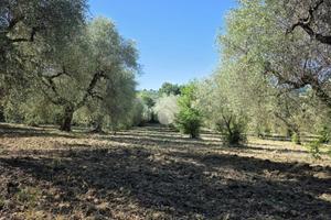 TER. AGRICOLO A POGGIO CATINO