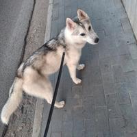 Cucciola husky