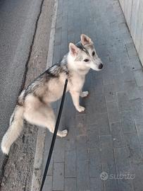 Cucciola husky