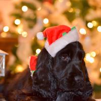 Cuccioli cocker spaniel inglese