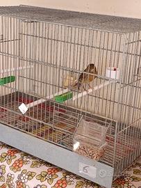 Animali