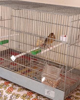 Animali