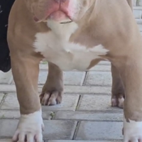 Cucciolo american bully poket
