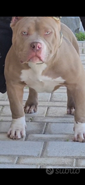 Cucciolo american bully poket