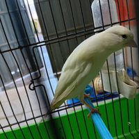 Uccelli