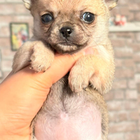 Cucciolo di chihuahua femmina