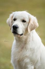 Disponibile lista di attesa cuccioli Golden