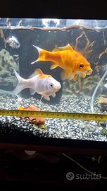 2 pesci rossi