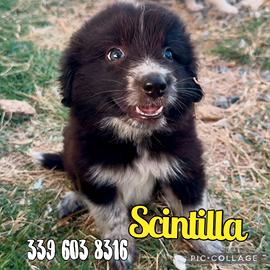 Scintilla: cucciola dolce e affettuosa