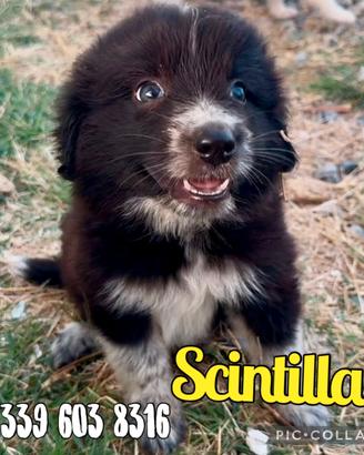 Scintilla: cucciola dolce e affettuosa