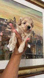 Maltipoo