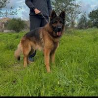 Pastore tedesco maschio