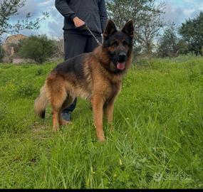 Pastore tedesco maschio