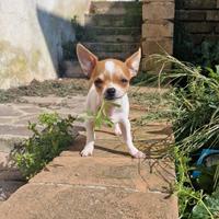 Cucciolo di chihuahua