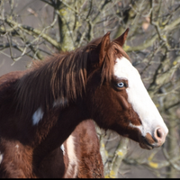 Puledra overa by One gun