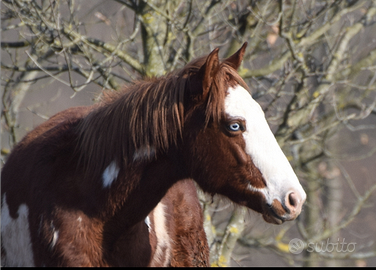 Puledra overa by One gun