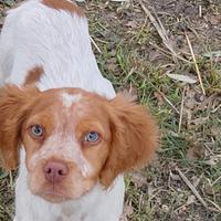 BRETON CUCCIOLO Maschio