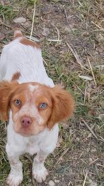 BRETON CUCCIOLO Maschio