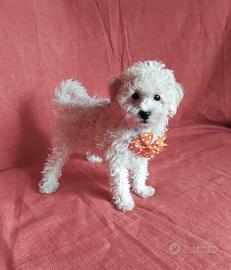 Barboncino nano maschio