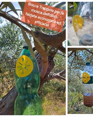 10 trappole per Mosca Olive, vespe, calabroni, 