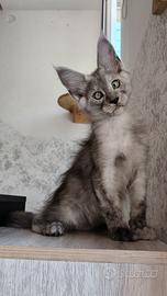 Cucciolo Maine Coon Black Smoke maschio