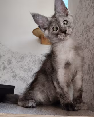 Cucciolo Maine Coon Black Smoke maschio