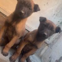 Cuccioli malin femmina