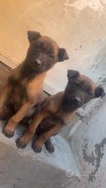 Cuccioli malin femmina