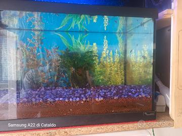 acquario 60 litri 