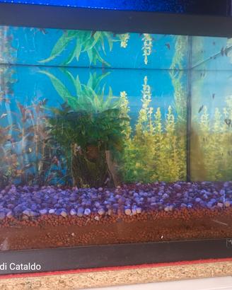 acquario 60 litri 