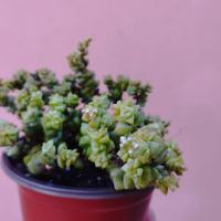 Crassula rupestris