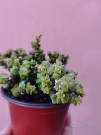 Crassula rupestris
