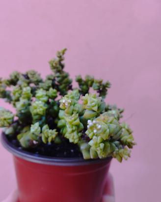 Crassula rupestris