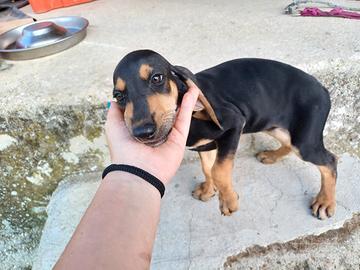 Cuccioli con pedigree