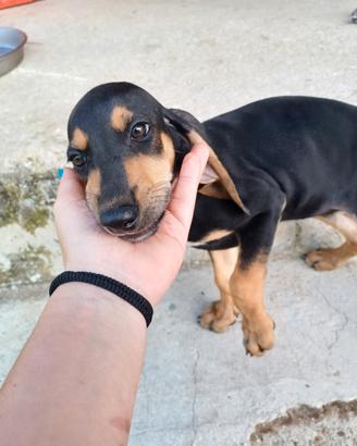 Cuccioli con pedigree