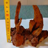 Decorazione acquario - piante