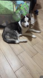 Cucciolo di husy
