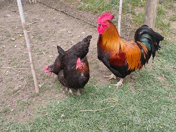 Galline marans