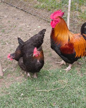 Galline marans