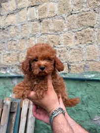 barboncino Toy red 