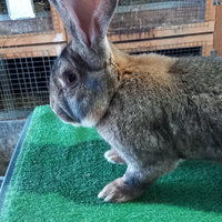 Conigli giganti delle fiandre